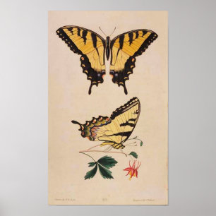 Affiche vintage d'image de papillon