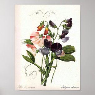 Affiche vintage d'impression florale