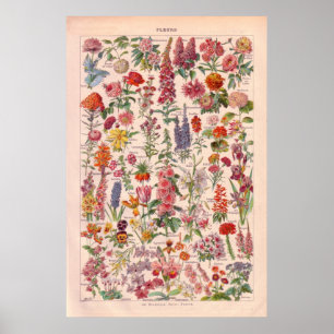 Affiche vintage Fleurs 1920
