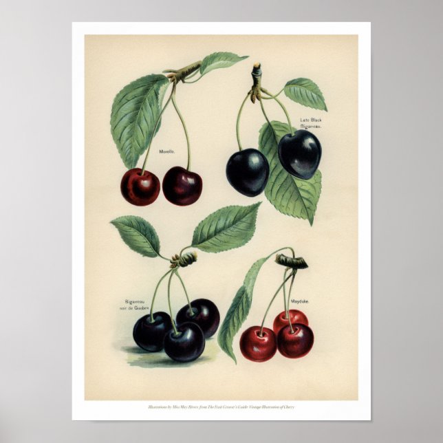 Affiche vintage Fruits - Cerise (Devant)
