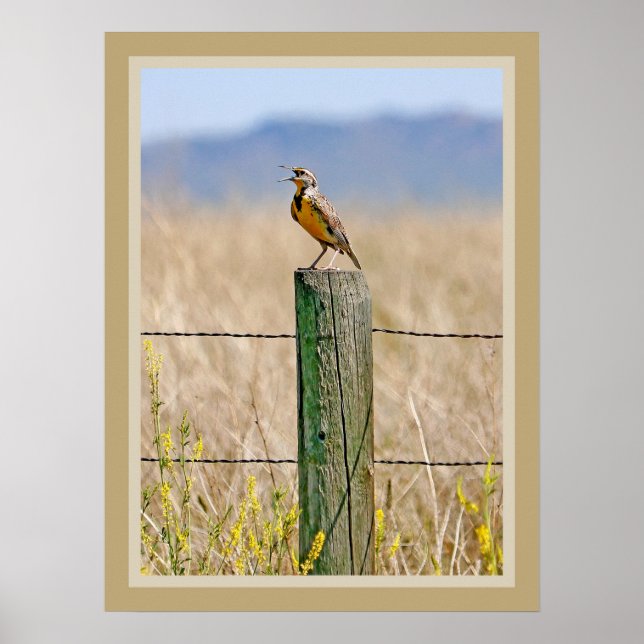 Affiche Western Meadowlark (Devant)