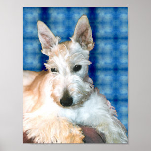 Affiche Wheaten Scottie