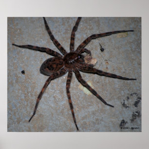 Affiche Wolf Spider