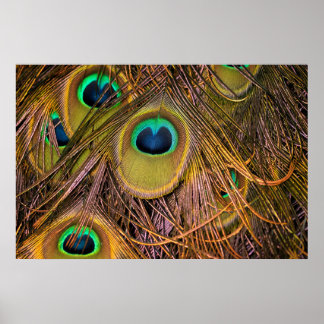 Affiche Yeux de Plume de Paon