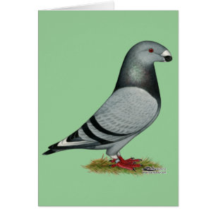 Afficher le faux repère du raciste