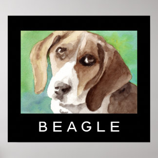 Affiches Beagle