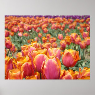 Affiches d'art de fleurs de tulipes Roses oranges
