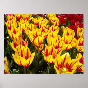 affiches d'art d'impression de fleurs de tulipes d