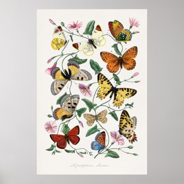 Affiches d'art mural papillons Style artistique vi (Devant)