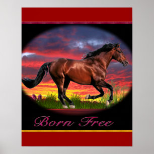 Affiches de cheval Né libre