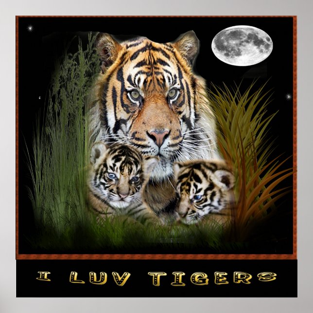 Affiches de tigres (Devant)