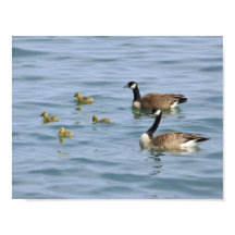 Affiches décoratives