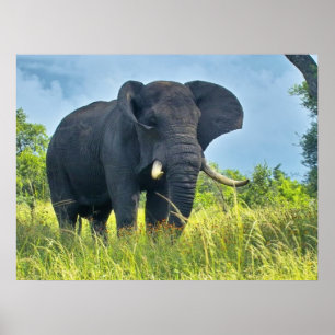 Affiches des éléphants