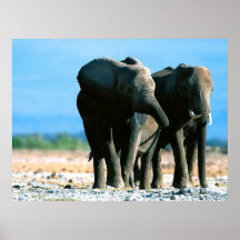 Affiches des éléphants