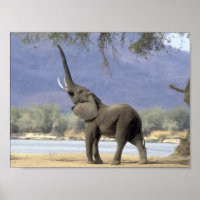 Affiches des éléphants