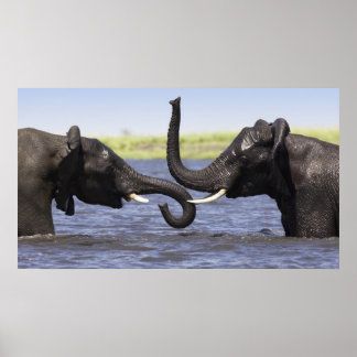 Affiches des éléphants