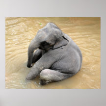 Affiches des éléphants