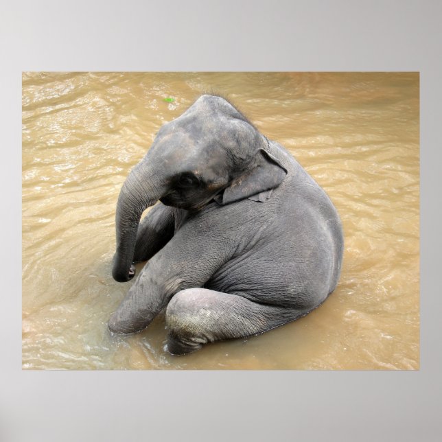 Affiches des éléphants (Devant)