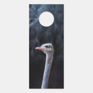 Affichette De Porte Photographie d'autruche