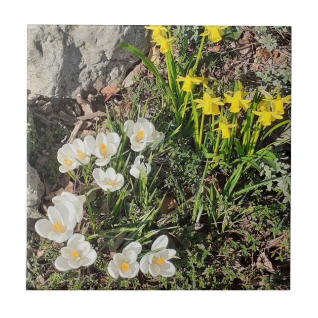 Affodien und Keramik Crocus Fliese (Vorderseite)