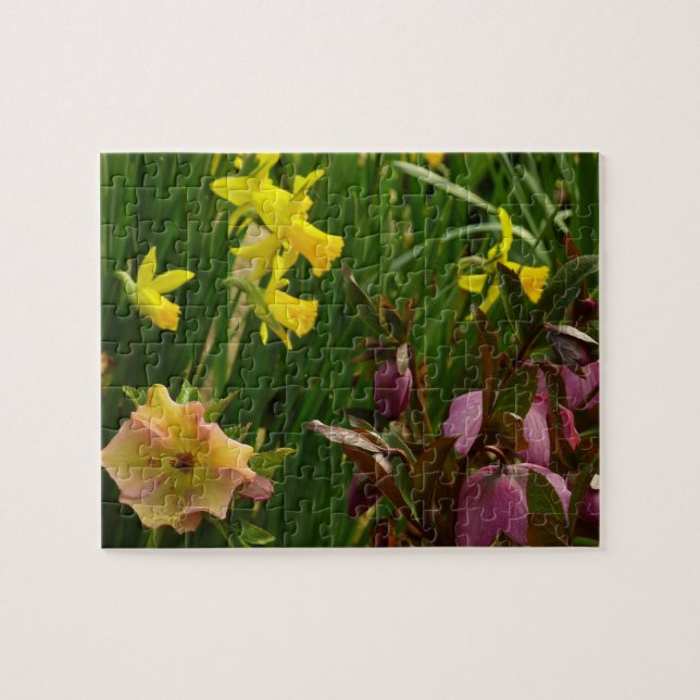 Affodien und Lenten-Rose farbenfroh (Horizontal)