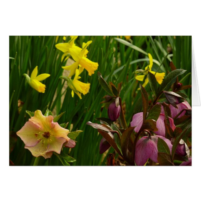 Affodien und Lenten-Rose farbenfroh (Vorderseite (Horizontal))