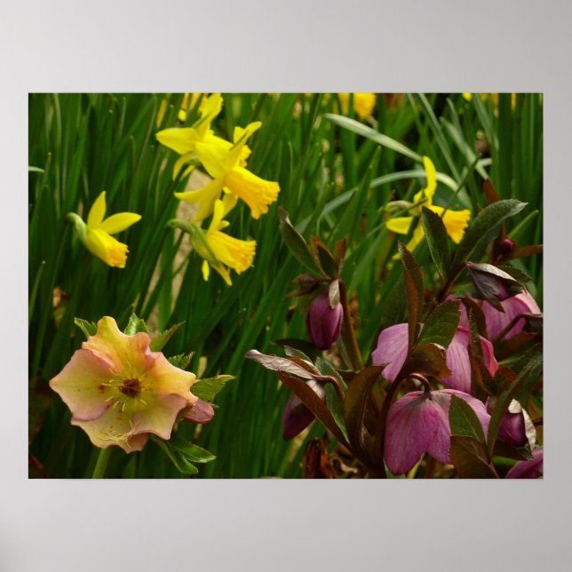 Affodien und Lenten-Rose farbenfroh Poster (Vorne)