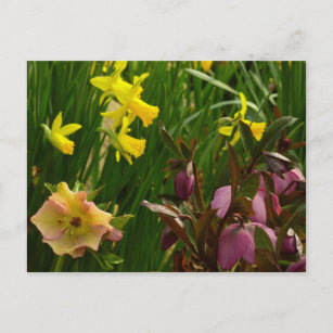 Affodien und Lenten-Rose farbenfroh Postkarte