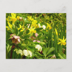 Affodien und Lenten-Rose farbenfroh Postkarte