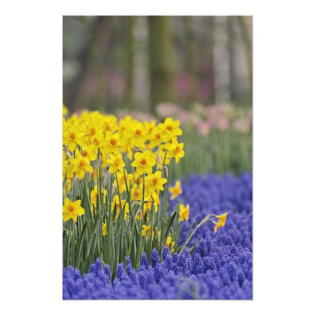 Affodien und TraubenHyakinth, Keukenhof Fotodruck (Vorne)
