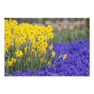 Affodien und Traubenzucker, Keukenhof 3 Fotodruck
