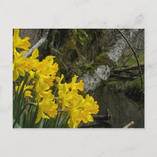 Affodil 01 postkarte