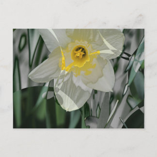 Affodil 2015 postkarte