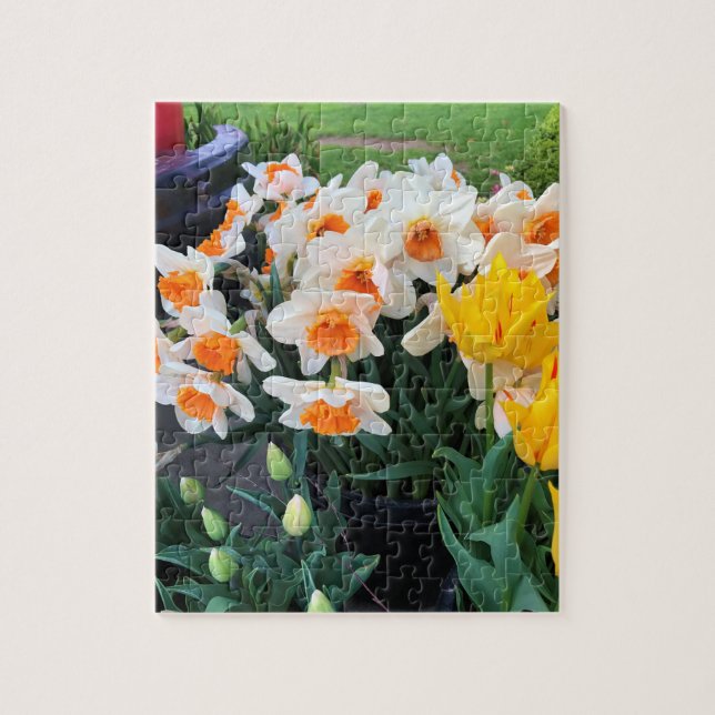 Affodils & Tulips, Oregon (Vertikal)