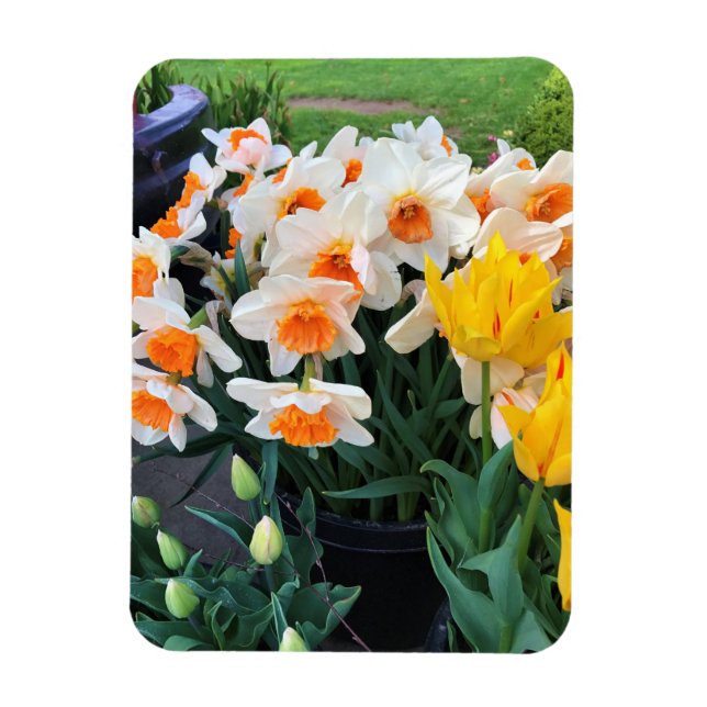 Affodils & Tulips, Oregon Magnet (Vertikal)