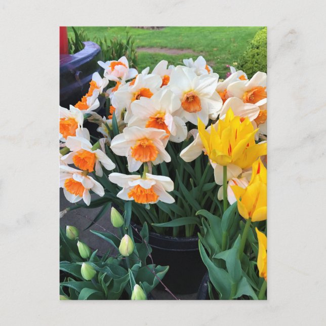 Affodils & Tulips, Oregon Postkarte (Vorderseite)
