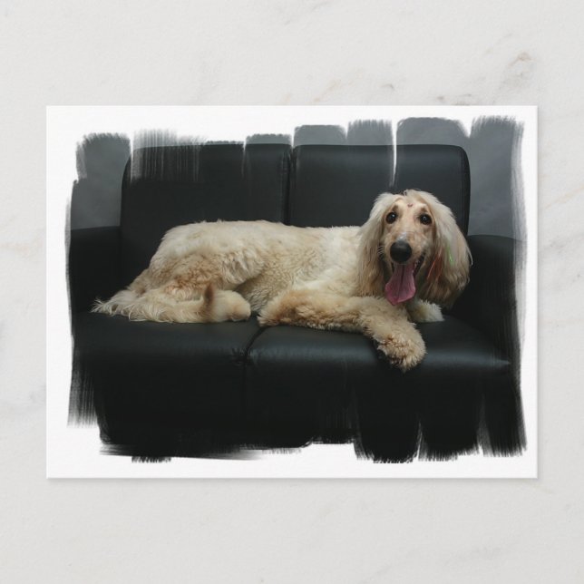 Afghan Hound Dog Postcard Postkarte (Vorderseite)