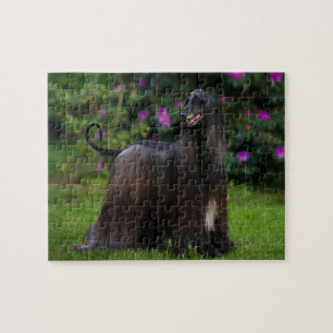 Afghan Hound Jigsaw Puzzle