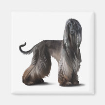 Afghan Hound