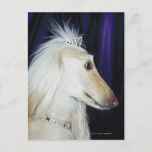 Afghan Hound mit Tiara Postkarte
