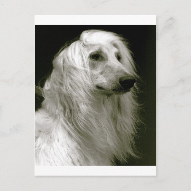 Afghan Hound Postkarte (Vorderseite)