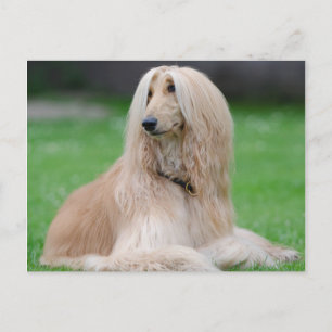 Afghan Hound Postkarte