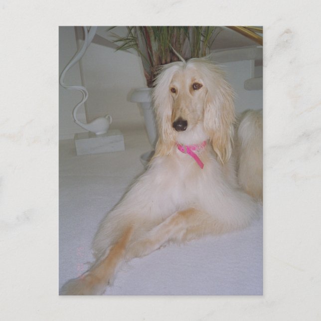 Afghan Hound Postkarte (Vorderseite)