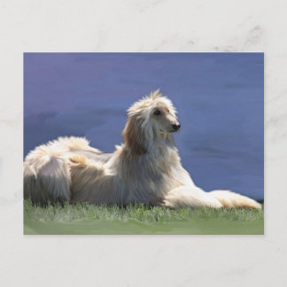 Afghan Hound Postkarte