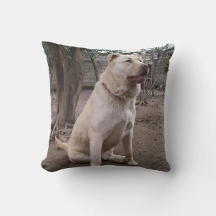 Afghan_Shepherd voll Kissen