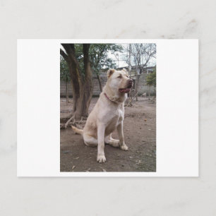 Afghan_Shepherd voll Postkarte