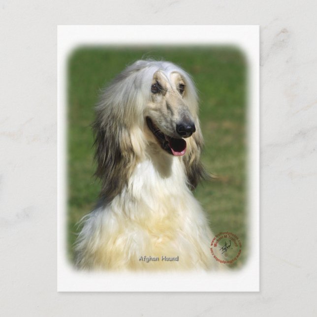 Afghanischer Hund 9R027D-47 Postkarte (Vorderseite)