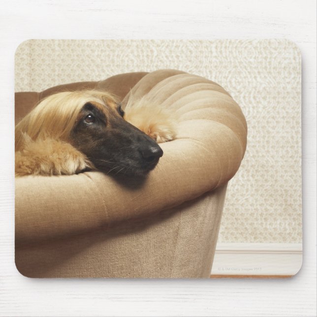 Afghanischer Hund auf einem Sofa Mousepad (Vorne)