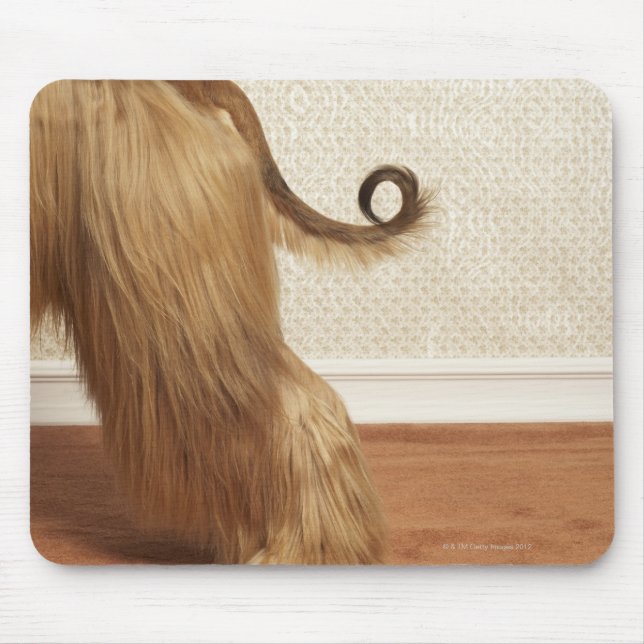 Afghanischer Hund stehend im Zimmer, Ende Abschnit Mousepad (Vorne)