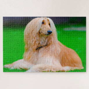 Afghanischer Windhund.